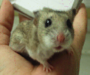 Chinese Hamster